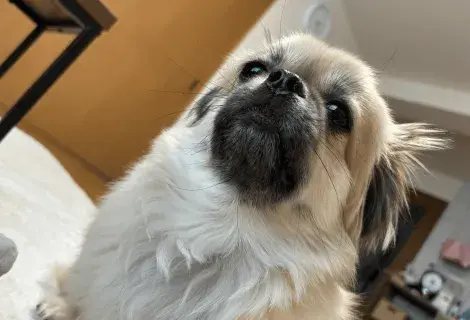 犬
